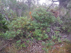 Banksia paludosa