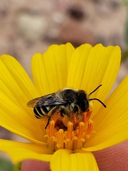Megachiloides