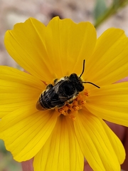 Megachiloides