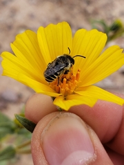 Megachiloides