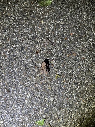 European Toad