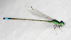 Ischnura capreolus