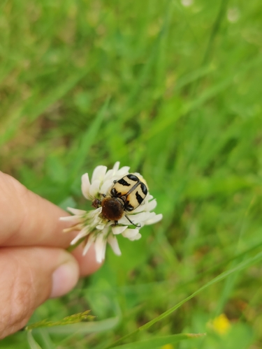 Eurasian Bee Beetle