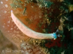 Dermatobranchus albus