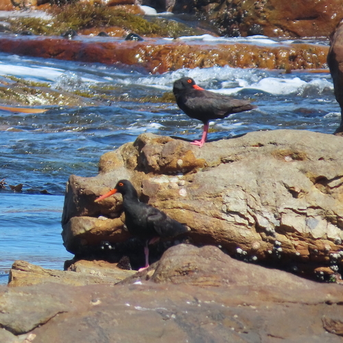 iNaturalist image