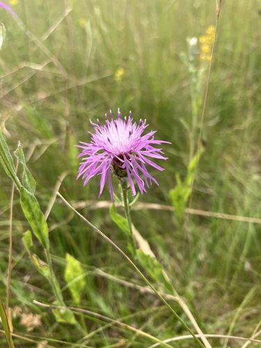 Brown Knapweed