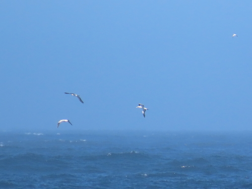 iNaturalist image