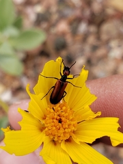 Eupompha schwarzi