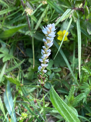 tdec, CC BY, iNaturalist via GBIF Bistorta vivipara, photograph tdec, CC BY, iNaturalist via GBIF