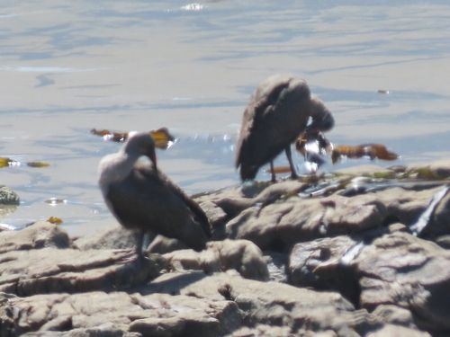 iNaturalist image
