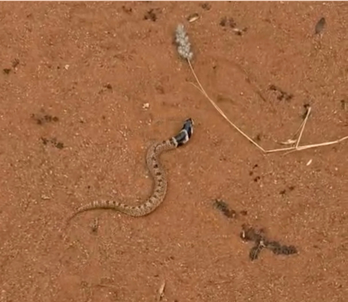 Eastern Shield-nose Snake