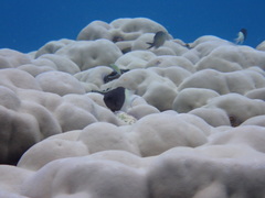 Pycnochromis dimidiatus