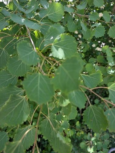 European aspen