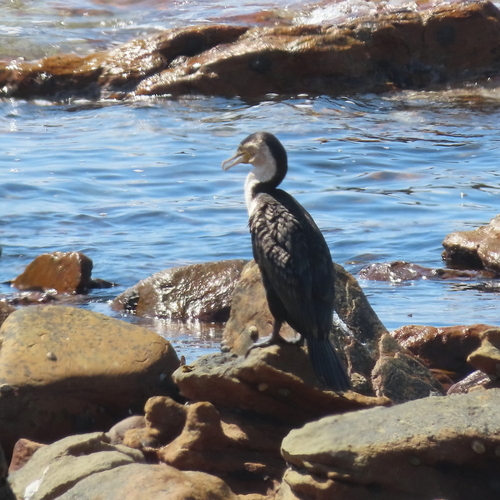 iNaturalist image