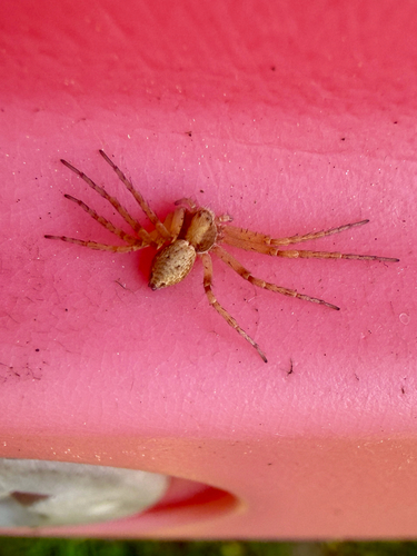 Philodromus aureolus