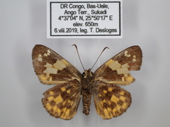 Bettonula bettoni bettoni