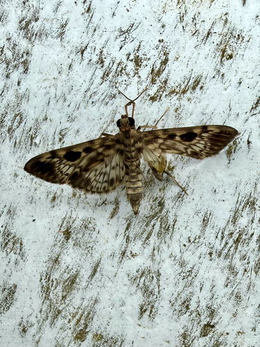 Rhimphaliodes macrostigma