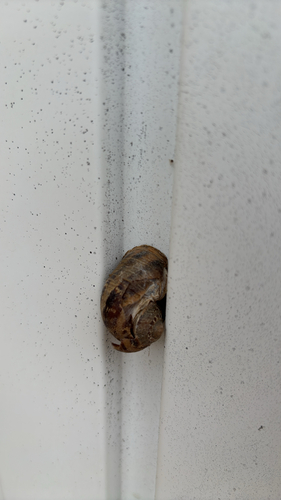Garden Snail