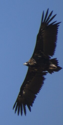 Cinereous Vulture