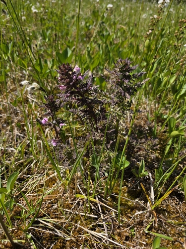 Marsh Lousewort