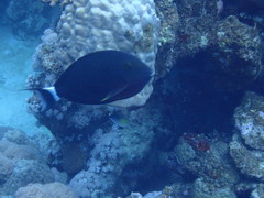 Acanthurus gahhm