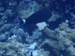 Acanthurus gahhm