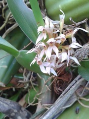 Maxillaria densa