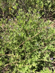 Allophyllum gilioides