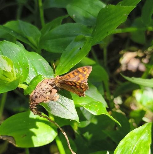 Speckled Wood