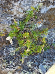 Veronica stenophylla