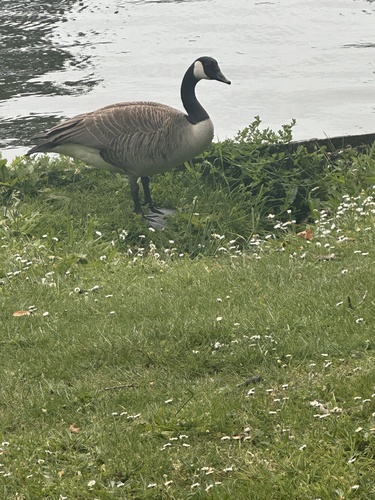Canada Goose