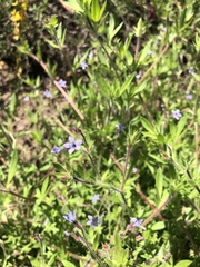 Allophyllum gilioides