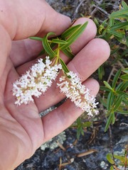 Veronica stenophylla