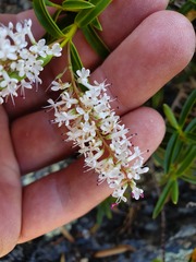 Veronica stenophylla