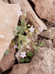 Gilia scopulorum
