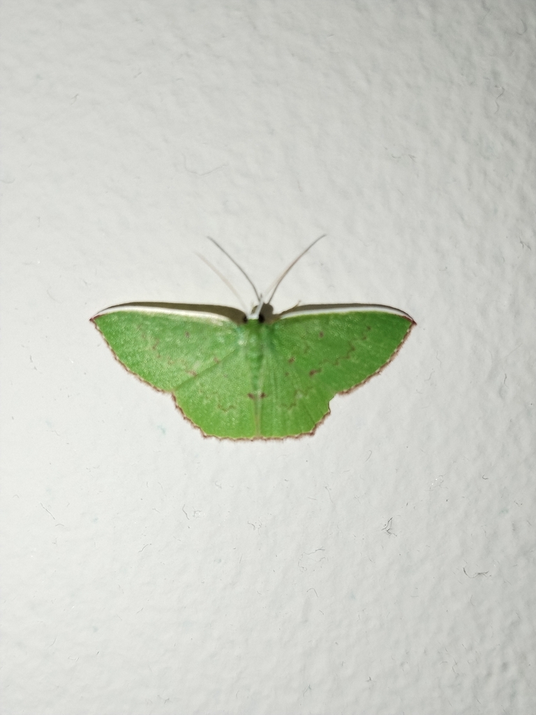 Oenospila flavifusata (Oenospila flavifusata)