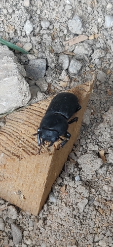 Lesser Stag Beetle