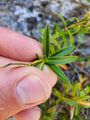 Veronica stenophylla