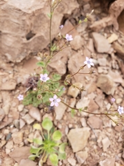 Gilia scopulorum