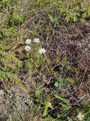 marsh Labrador tea