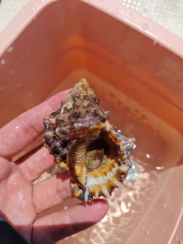 Tutufa rubeta observed 2026-05-30