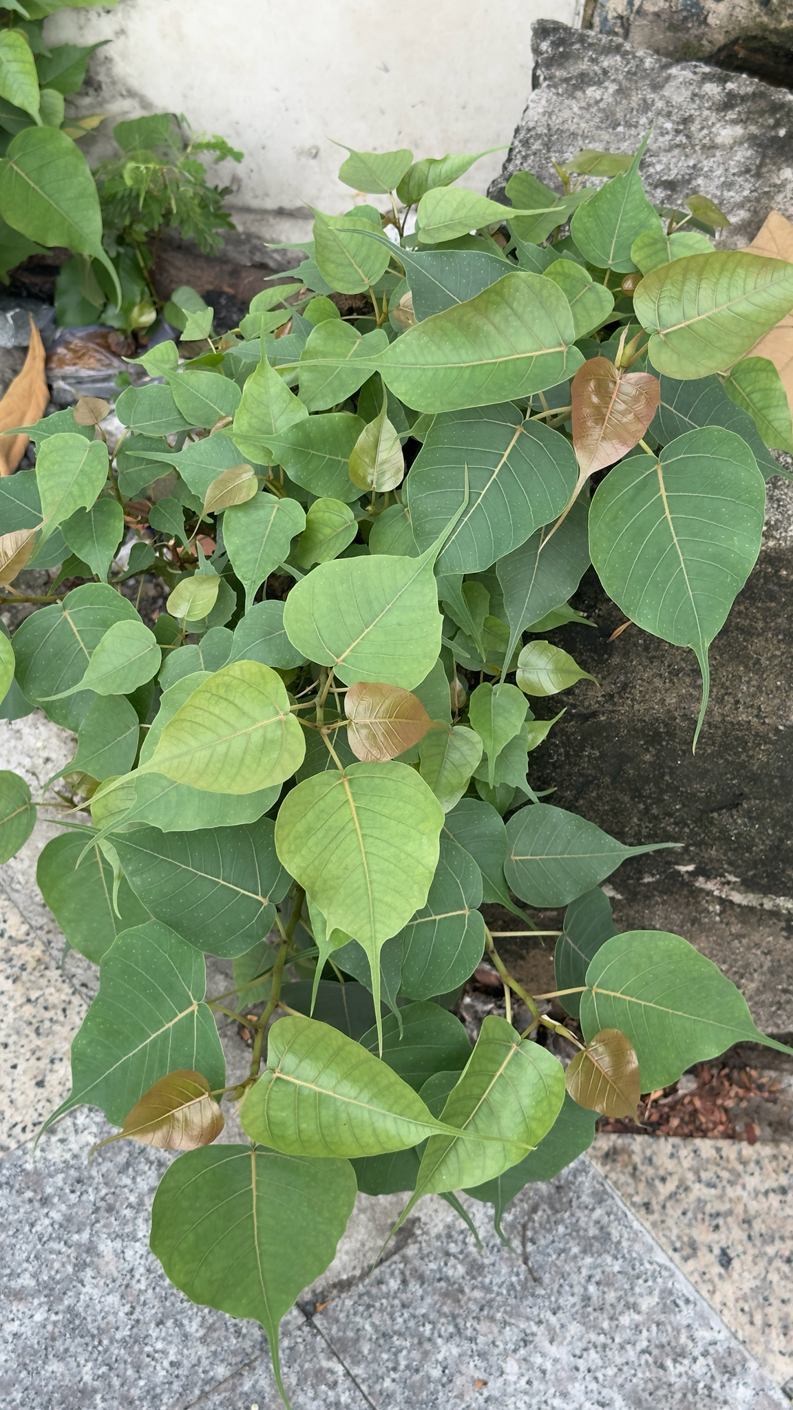 Ficus religiosa — ảnh 3