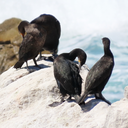 iNaturalist image