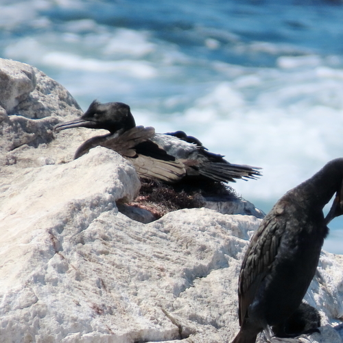 iNaturalist: (c) moxcalvitiumtorgos, some rights reserved (CC BY-NC), uploaded by moxcalvitiumtorgos iNaturalist image
