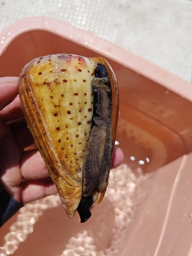 Conus betulinus observed 2026-05-30