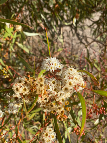 Eucalyptus gracilis, photograph 5