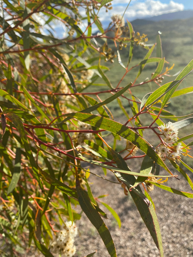 Eucalyptus gracilis, photograph 6