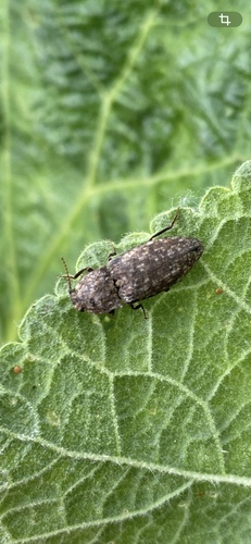Mottled dingy-brown click beetle