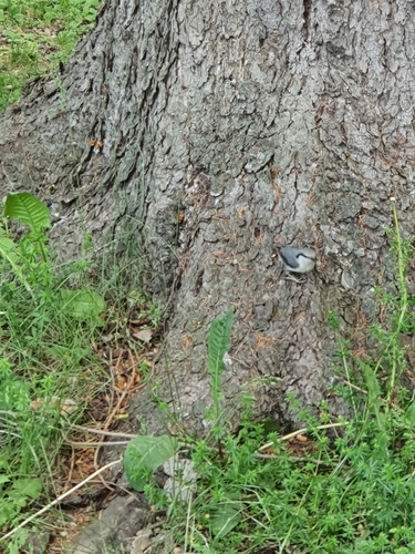 Eurasian Nuthatch