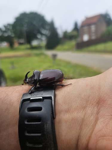 European Rhinoceros Beetle